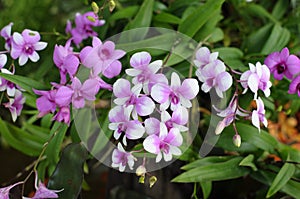 A variety of pink orchids background