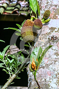 Variety of plant organisms on the island of Bali. Nature of Indonesia.