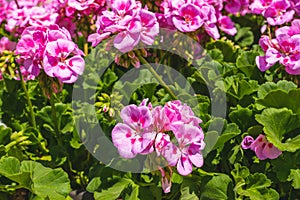 Variety of plants and flowers for sale at a garden nursery. Blossom geranium close-up outdoors