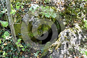 Variety of plants growing next to mossy crevice entrance along hiking trail