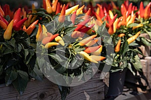 Variety of potted Capsicum annuum plants or ornamental peppers at the greek garden shop in October.