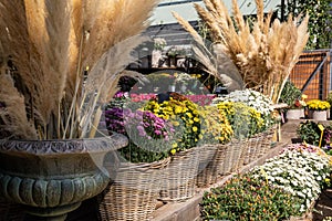 Variety of potted chrysanthemum plants in the wicker baskets and cortaderia selloana in the vases at the greek garden shop in