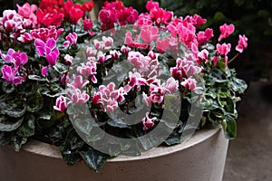 Variety of potted cyclamen persicum plants in pink, white, red colors at the greek garden shop in December.