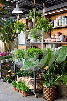 Variety of potted ferns such as Nephrolepis, Davallia, Adiantum and other plants at the greek garden shop in October photo