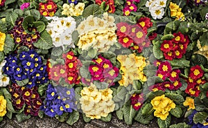 A variety of primroses in different colors