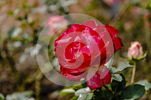 Variety the prince of red rose grown in the rose garden of Palermo in Buenos Aires photo