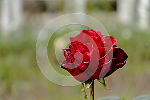 Variety the prince of red rose grown in the rose garden of Palermo in Buenos Aires photo