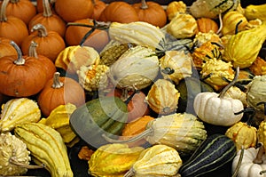 Variety of pumpkin