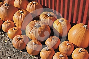 Variety of pumpkins on display.