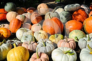 A variety of pumpkins on display in all shapes and sizes.