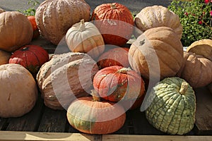 Variety of Pumpkins in Fall, MA, USA