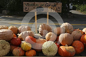 Variety of Pumpkins in Fall, MA, USA