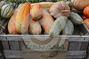 Variety of Pumpkins in Fall, MA, USA