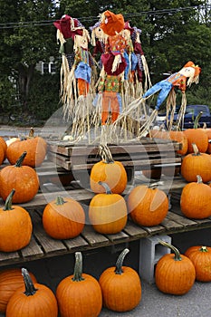 Variety of Pumpkins in Fall, MA, USA