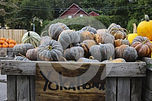 Variety of Pumpkins in Fall, MA, USA
