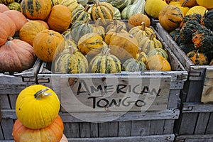 Variety of Pumpkins in Fall, MA, USA