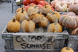 Variety of Pumpkins in Fall, MA, USA