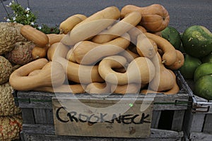 Variety of Pumpkins in Fall, MA, USA