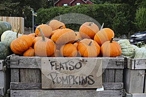 Variety of Pumpkins in Fall, MA, USA