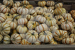 Variety of Pumpkins in Fall, MA, USA