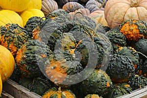 Variety of Pumpkins in Fall, MA, USA