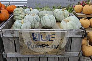Variety of Pumpkins in Fall, MA, USA