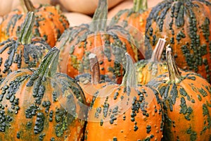 Variety of pumpkins on table at market help usher in the autumn holidays