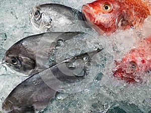 Variety of raw fresh fish chilling on cold ice in seafood market stall