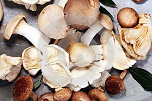 Variety of raw mushrooms on grey table. oyster and other fresh m