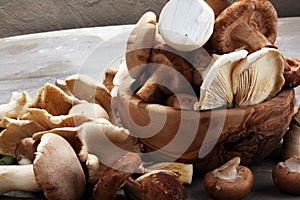 Variety of raw mushrooms on grey table. oyster and other fresh m