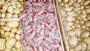 Variety of raw uncooked organic potatoes different kind and colors red, yellow, purple in row for sale in market for background in