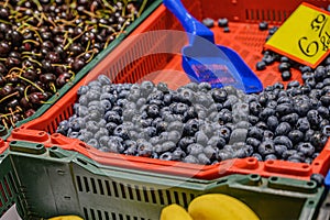 A variety of ripe berries on the counter at the farmers` market. Fresh berries