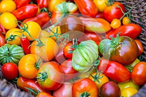 Variety of ripe tomatoes