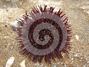 Variety of the sea hedgehog