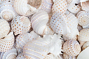 Variety of sea shells