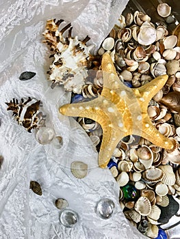 Variety of sea shells and stars