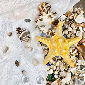 Variety of sea shells and stars