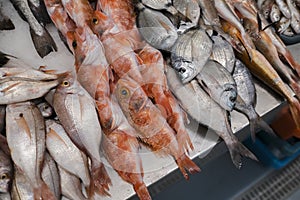 Variety of seafood and ocean fish in the market.