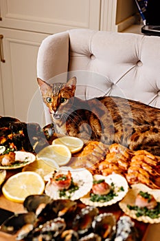 Variety of seafood on wooden cutting board on table in home interior. Oriental cat sits on armchair at table