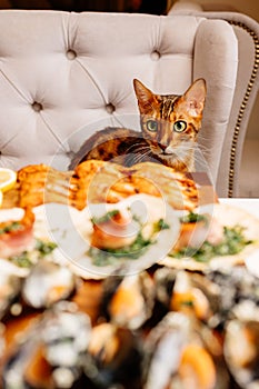 Variety of seafood on wooden cutting board on table in home interior. Oriental cat sits on armchair at table