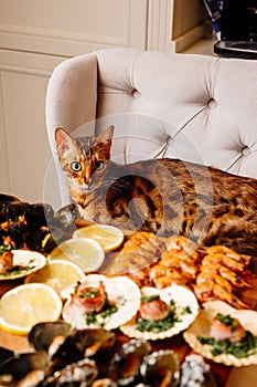 Variety of seafood on wooden cutting board on table in home interior. Oriental cat sits on armchair at table