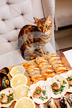 Variety of seafood on wooden cutting board on table in home interior. Oriental cat sits on armchair at table