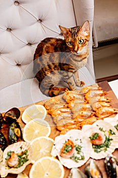 Variety of seafood on wooden cutting board on table in home interior. Oriental cat sits on armchair at table