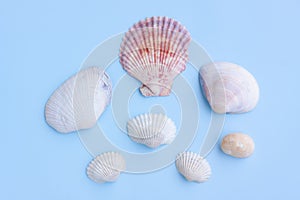 Variety of seashells on blue background