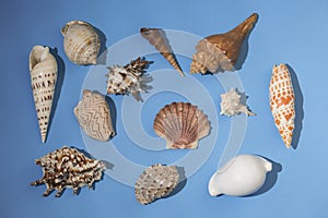 Variety of seashells on blue background