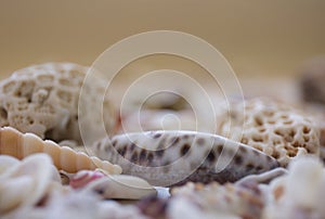 A variety of seashells on blur background. Macro defocused shells.