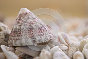 A variety of seashells on blur background. Macro defocused shells.