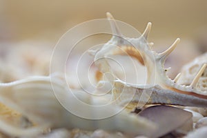 A variety of seashells on blur background. Macro defocused shells.