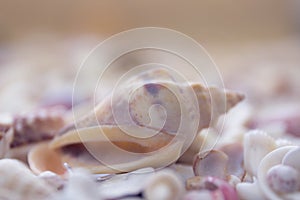 A variety of seashells on blur background. Macro defocused shells.