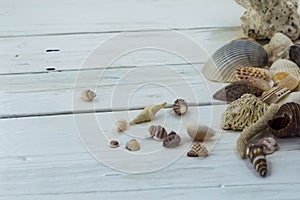 Variety of seashells, corals, shell, starfish, on white background